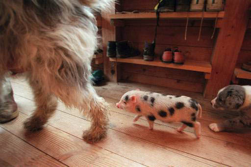 Little piggy with the dogs
